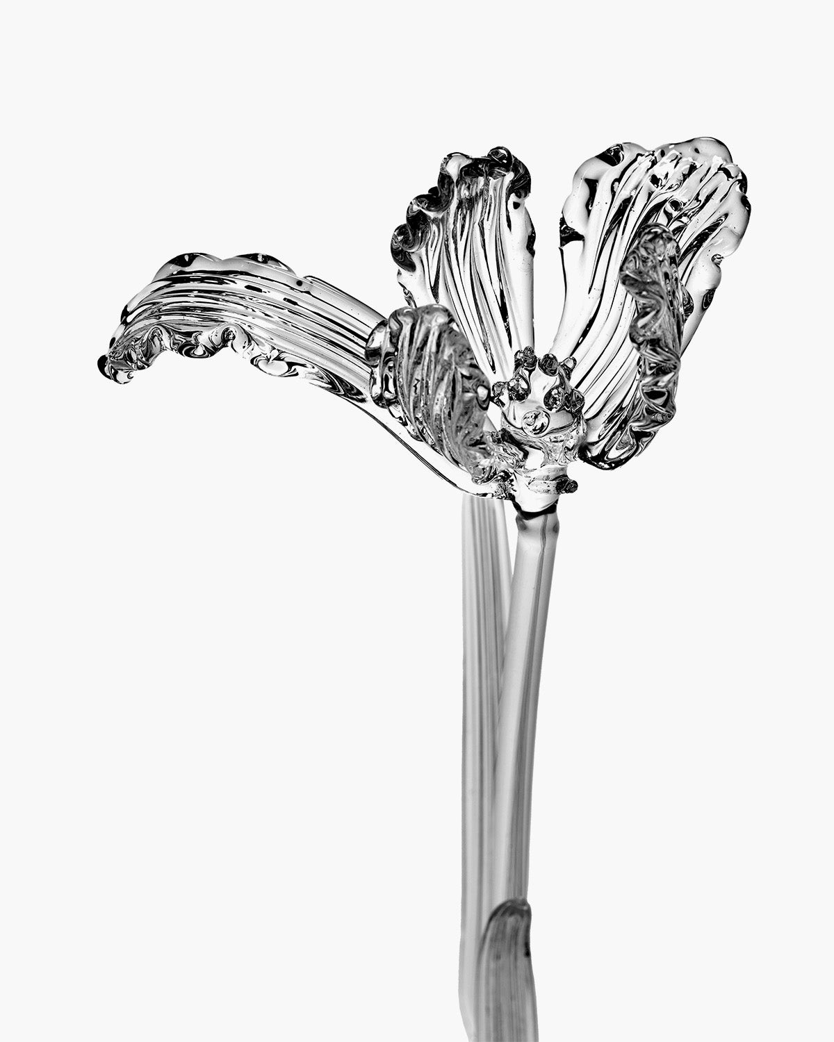 Flower Tulip transparent Josephine – SERAX