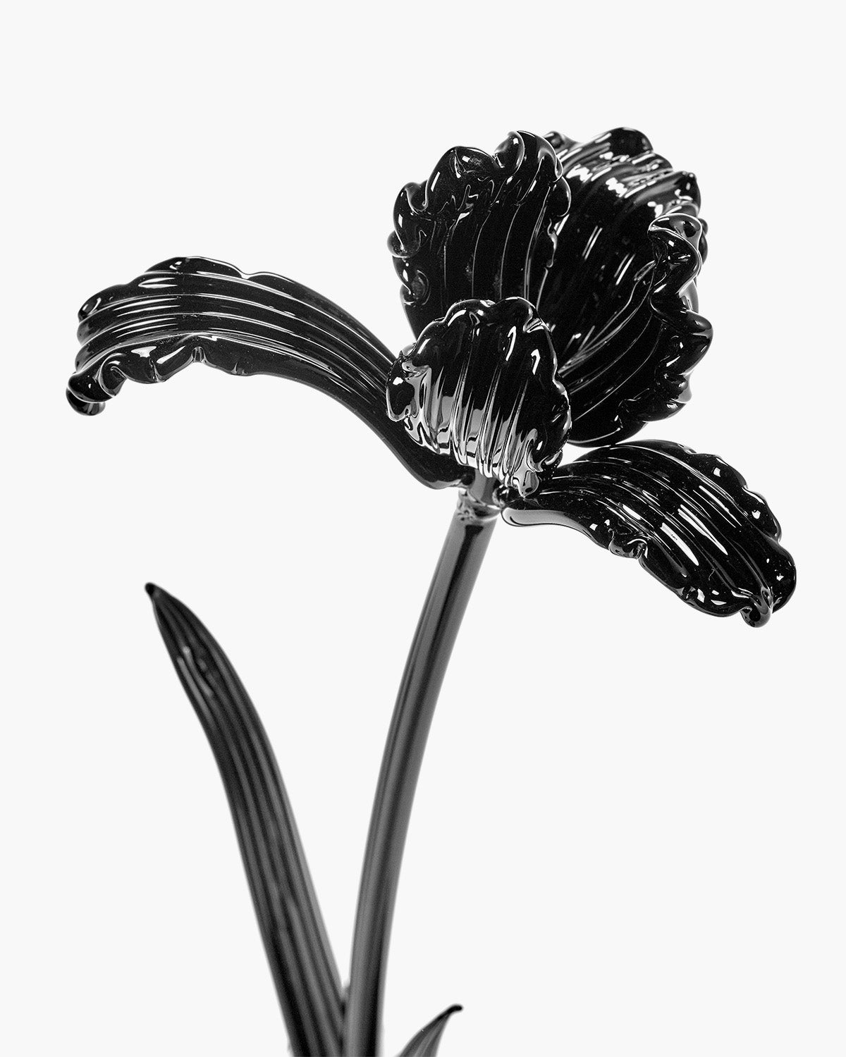 Flower Tulip black Josephine – SERAX